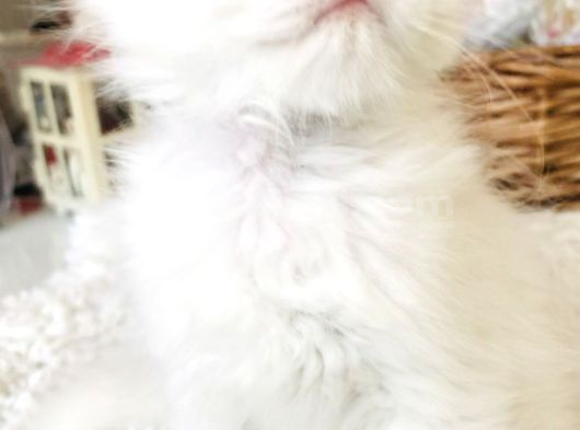 Kar Bey Longhair Yakışıklı görsel