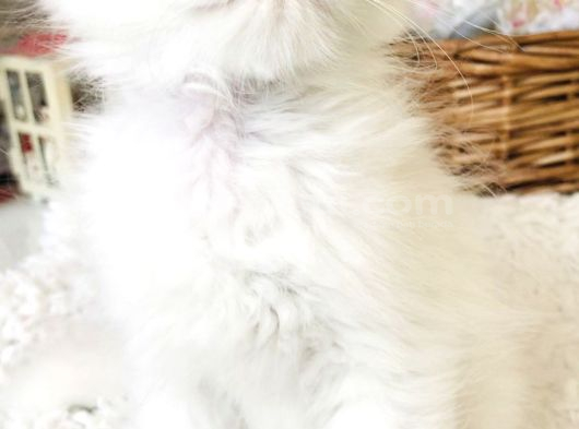 Kar Bey Longhair Yakışıklı görsel