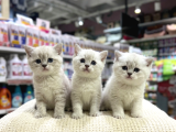 Vonalp Pet Garantisiyle Efsane Güzelli̇kte Bri̇ti̇sh Shorthai̇r