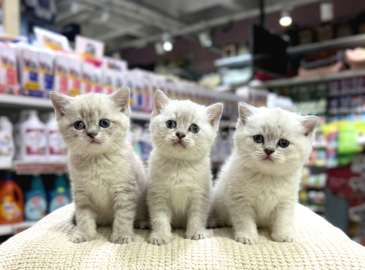 Vonalp Pet Garantisiyle Efsane Güzelli̇kte Bri̇ti̇sh Shorthai̇r görsel