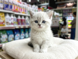 VONALP PET GARANTISIYLE EFSANE GÜZELLİKTE BRİTİSH SHORTHAİR