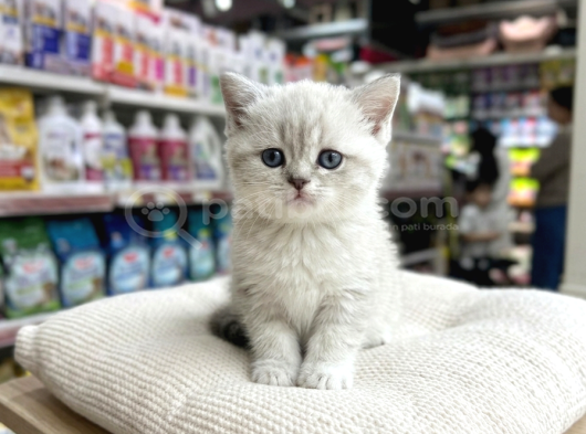Vonalp Pet Garantisiyle Efsane Güzelli̇kte Bri̇ti̇sh Shorthai̇r
