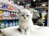Vonalp Pet Garantisiyle Efsane Güzelli̇kte Bri̇ti̇sh Shorthai̇r