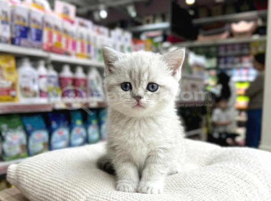 Vonalp Pet Garantisiyle Efsane Güzelli̇kte Bri̇ti̇sh Shorthai̇r görsel