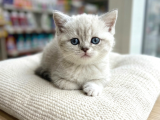 Vonalp Pet Garantisiyle Efsane Güzelli̇kte Bri̇ti̇sh Shorthai̇r