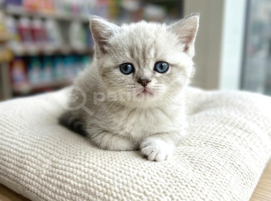 Vonalp Pet Garantisiyle Efsane Güzelli̇kte Bri̇ti̇sh Shorthai̇r görsel