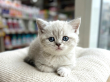 Vonalp Pet Garantisiyle Efsane Güzelli̇kte Bri̇ti̇sh Shorthai̇r