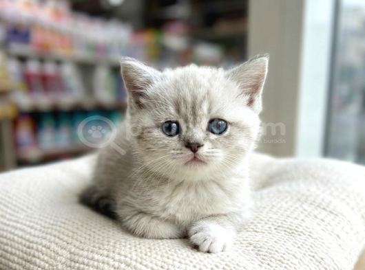Vonalp Pet Garantisiyle Efsane Güzelli̇kte Bri̇ti̇sh Shorthai̇r görsel