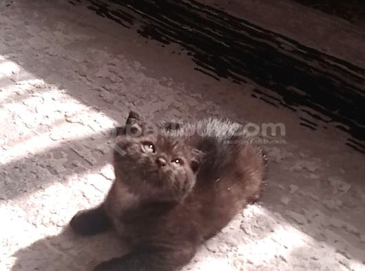 Çikolata Bebeğim görsel