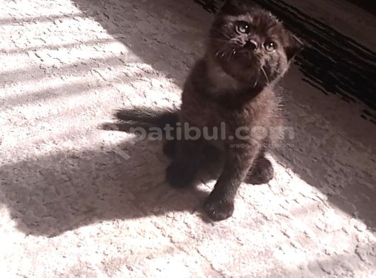 Çikolata Bebeğim görsel