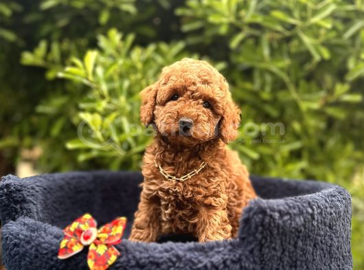 Toy Poodle Babyface Ultra Mini Yavrularımız görsel