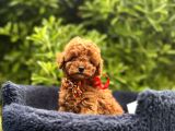 Toy Poodle Babyface Ultra Mini Yavrularımız