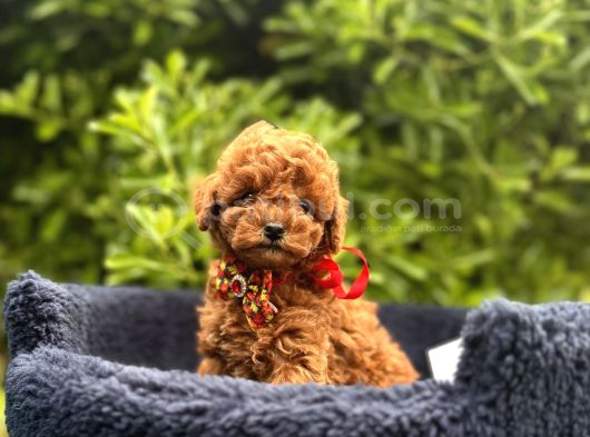 Toy Poodle Babyface Ultra Mini Yavrularımız görsel