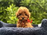 Toy Poodle Babyface Ultra Mini Yavrularımız