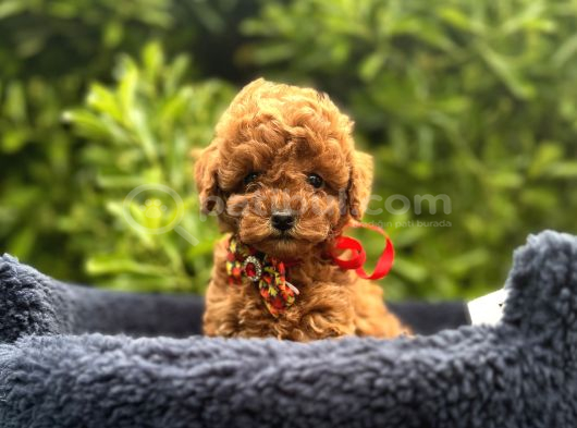 Toy Poodle Babyface Ultra Mini Yavrularımız görsel