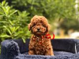 Toy Poodle Babyface Ultra Mini Yavrularımız