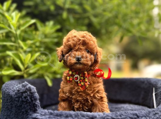 Toy Poodle Babyface Ultra Mini Yavrularımız