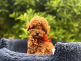 Toy Poodle Babyface Ultra Mini Yavrularımız
