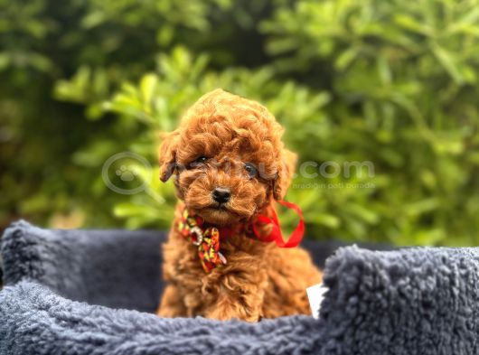 Toy Poodle Babyface Ultra Mini Yavrularımız görsel