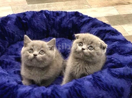 British Shorthai̇r  Scottish Fold Yavrularim