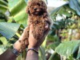 Irk Ve Sağlık Garantili Toy Poodle Kg Garantili