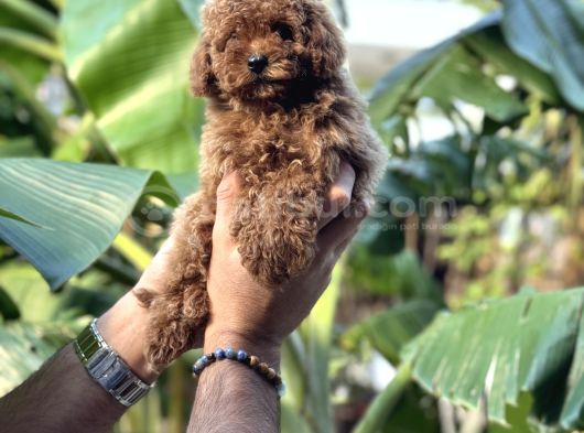 Irk Ve Sağlık Garantili Toy Poodle Kg Garantili görsel