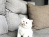 Masmavi̇ Gözlere Sahi̇p British Longhair Yavrularim