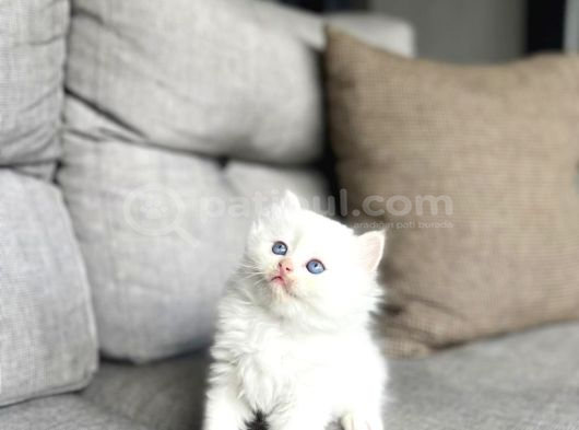 Masmavi̇ Gözlere Sahi̇p British Longhair Yavrularim görsel