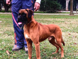 Irk Garantili Boxer Yavrular