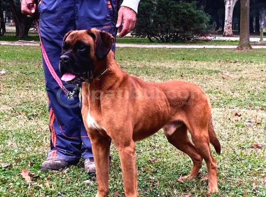 Irk Garantili Boxer Yavrular görsel