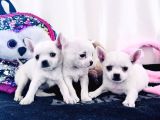 Teacup Elma Lafa Chihuahua Bebekler