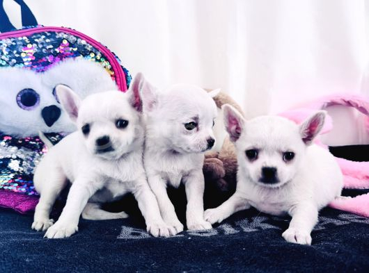 Teacup Elma Lafa Chihuahua Bebekler görsel