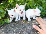 Teacup Elma Lafa Chihuahua Bebekler