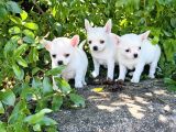 Teacup Elma Lafa Chihuahua Bebekler