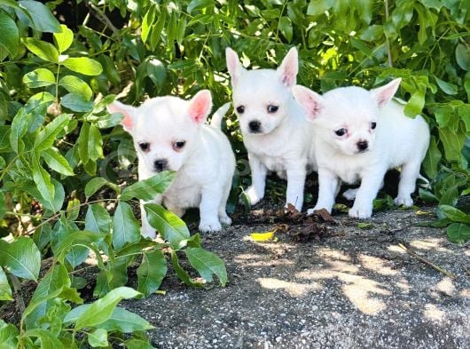 Teacup Elma Lafa Chihuahua Bebekler görsel