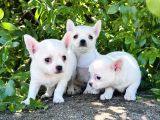 Teacup Elma lafa chihuahua bebekler