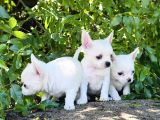 Teacup Elma Lafa Chihuahua Bebekler