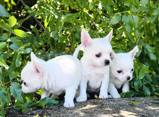 Teacup Elma Lafa Chihuahua Bebekler görsel