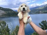 Baby Face Golden Retriever Bebekler