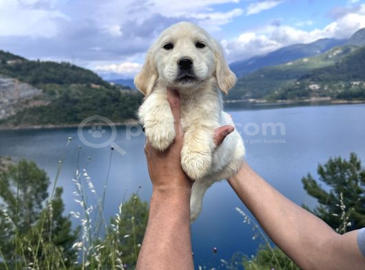 Baby Face Golden Retriever Bebekler görsel