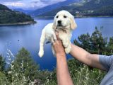 baby Face Golden Retriever Bebekler