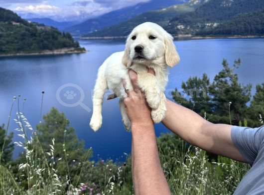 Baby Face Golden Retriever Bebekler