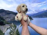 Baby Face Golden Retriever Bebekler