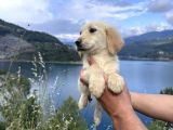 Baby Face Golden Retriever Bebekler