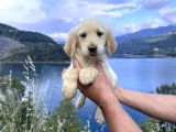 Baby Face Golden Retriever Bebekler