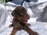 Şampiyon Soydan Doberman Yavrular