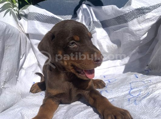 Şampiyon Soydan Doberman Yavrular görsel