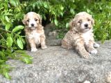 0 Numara MALTIPOO Bebekler Sizleri Bekliyor