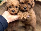 TOY POODLE KARDEŞLER