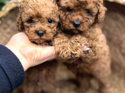 TOY POODLE KARDEŞLER